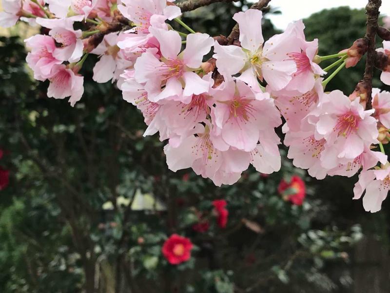 櫻花之美